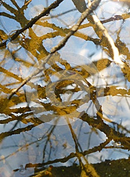 Surface of shallow water covered with various plants and branches