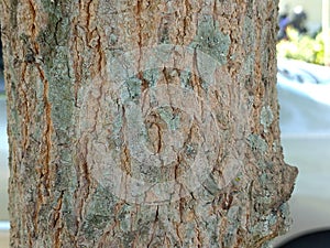 the surface shape of a tree trunk photographed close up