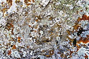Surface of the stone is covered with multi-colored lichens and moss. Natural abstract textural background with copy space, beauty