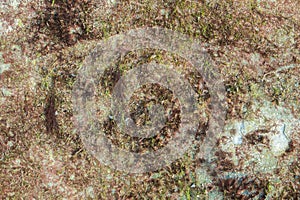 The surface of a stone that dries up at low tide with small algae on the surface