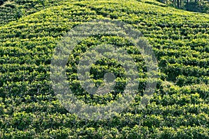 Surface of a tea plantation