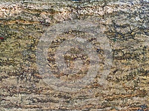Surface texture of the bark of a 30 year old mango tree