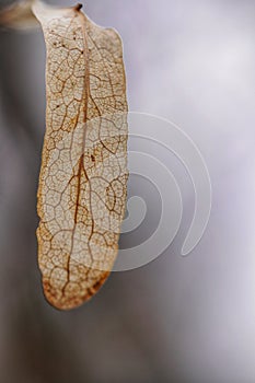 Surface texture of an old dryed leaf