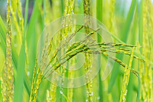 Surface texture pollen of paddy rice, rice paddy flower reproductive stage