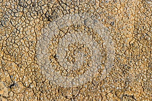 The surface texture on the sea stone. Dried cracked growths on t