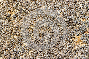 The surface texture on the sea stone. Dried cracked growths on t