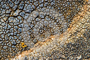 The surface texture on the sea stone. Dried cracked growths on t