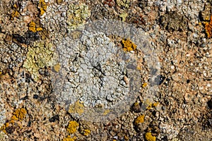 The surface texture on the sea stone. Dried cracked growths on t