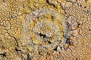 The surface texture on the sea stone. Dried cracked growths on t