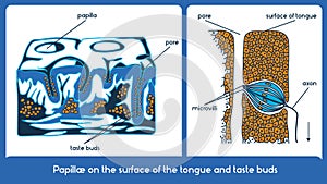 Surface of the tongue and taste buds. Vector scheme.