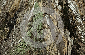 Surface of the tree