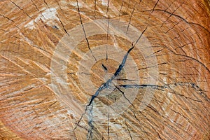 Surface of tree cut, wood texture or background