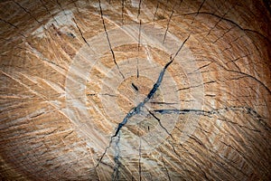 Surface of tree cut, wood texture or background