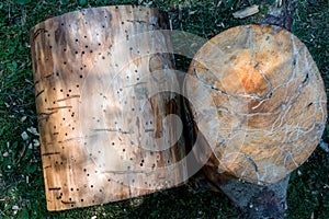 The surface of the tree trunk cleared of bark and sawed off such a tree damaged by wood parasites