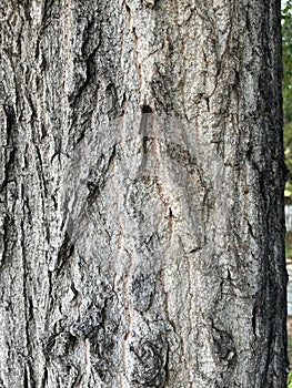 The surface of tree trunks usually presents a natural texture and roughness