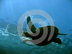 Surface turtle sipadan island borneo