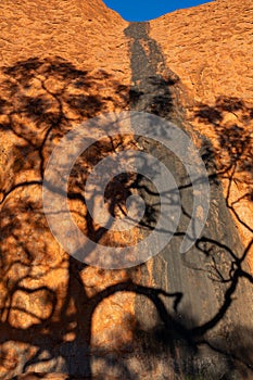 Surface of Uluru monolit with a shadow of a tree, Ayers Rock, Red Center, Australia