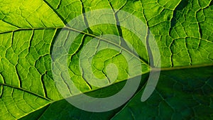 Surface and veins of the green foliage