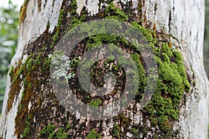 Surface view of a Coconut tree trunk covered with growing Moss and lichens, algae