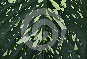 Surface view of a mature Dumb Cane leaf (Dieffenbachia Seguine) with the dark green with white spots