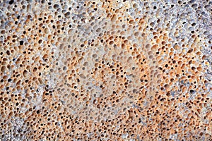 Surface of a volcanic rock with vesicular texture