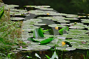 The surface of water is abundantly covered with water lilies