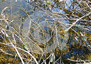 Surface of water covered with branches and plants