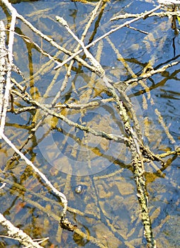 Surface of water covered with various plants and branches
