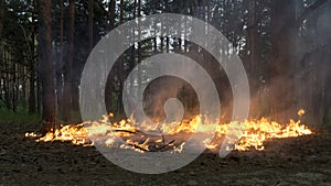 Surface wildfire in a pine forest