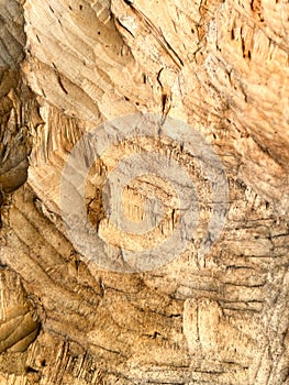 The surface of wood cut with beaver teeth, close-up, as a background