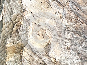 The surface of wood cut with beaver teeth, close-up, as a background