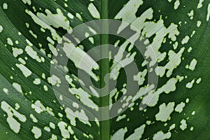 The surface of a young and fresh dumb cane leaf with green and white colors