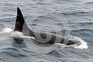 Surfacing adult male Killer Whale, Beagle Channel, Chile