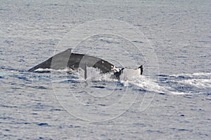 Surfacing And Diving Humpback Whales