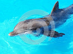 Surfacing Dolphin