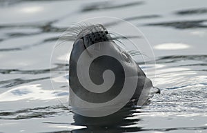 Surfacing Elephant Seal