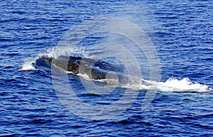 A surfacing Fin Whale ( Balaenoptera physalus)