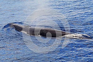 A surfacing Fin Whale ( Balaenoptera physalus)