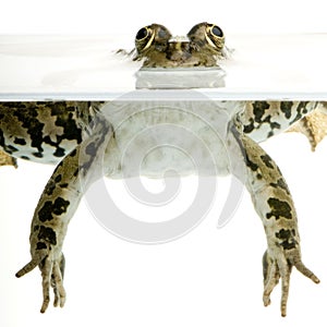 Surfacing Frog