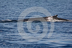 Surfacing Hawaiian Pacific Humpback Whale