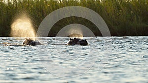 Surfacing hippos