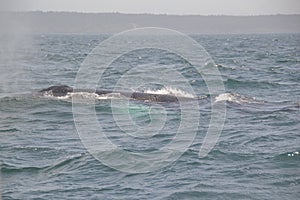 Surfacing Humpback whale (Megaptera novaeangliae) with Nova Scotia coastline on the horizon