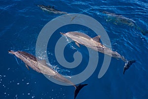 Surfacing and submerged, hawaiin spinner dolphins photo