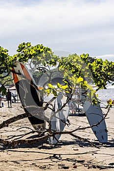 Surfboards leaning against a tree on the beach Manuel Antonio