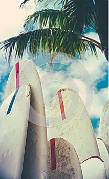 Surfboards In The Shade Of A Palm Tree