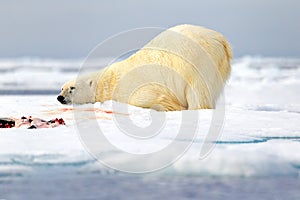 Surfeited sated and tired polar bear on drift ice edge with snow and water in Norway sea. White animal in the nature habitat,