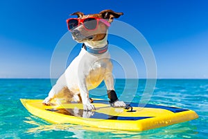 Surfer dog