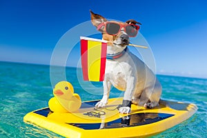 Surfer dog  at the beach