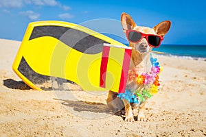 Surfer dog  at the beach