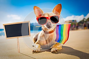 Surfer dog  at the beach